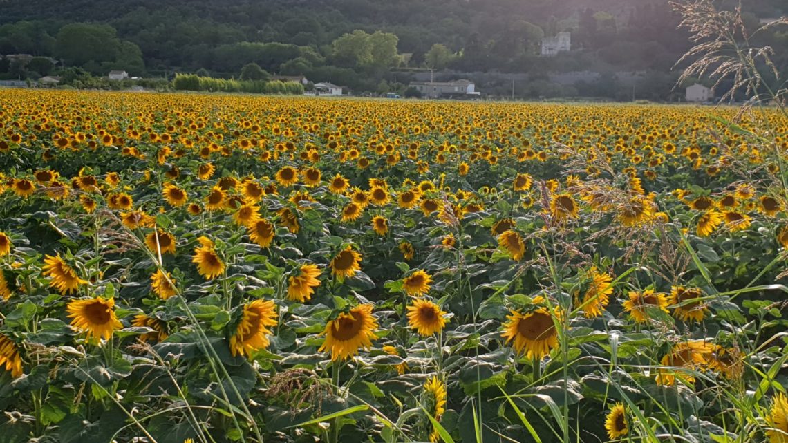 Ein wunderschöner Tag – 31.7.2019