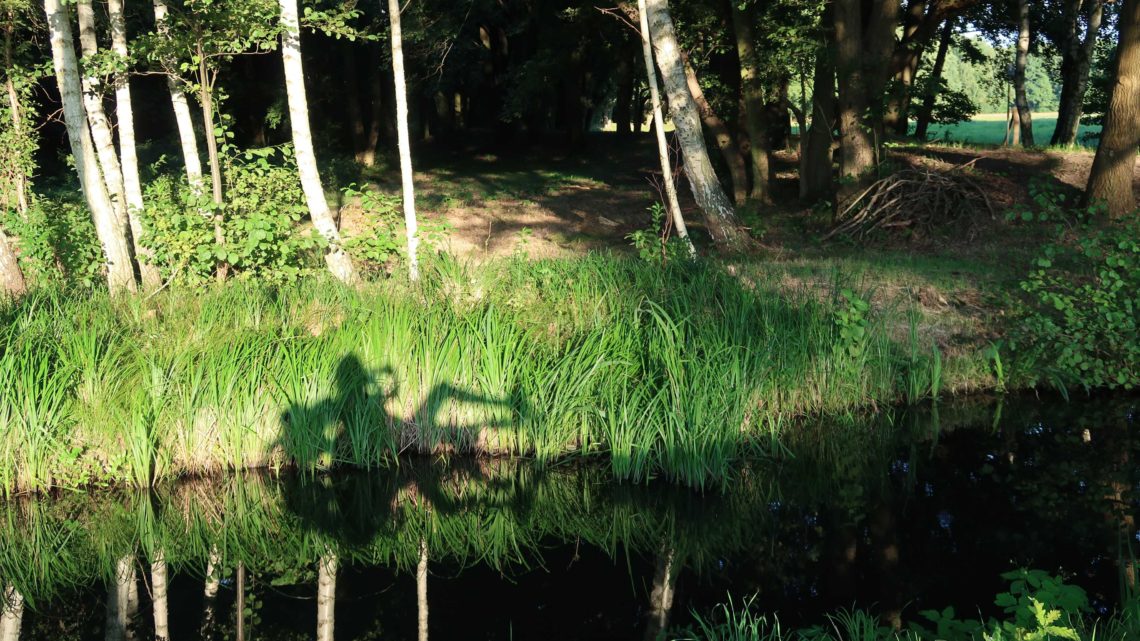 Spätsommer 21 – SpreeWALD